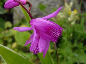 Bletilla striata